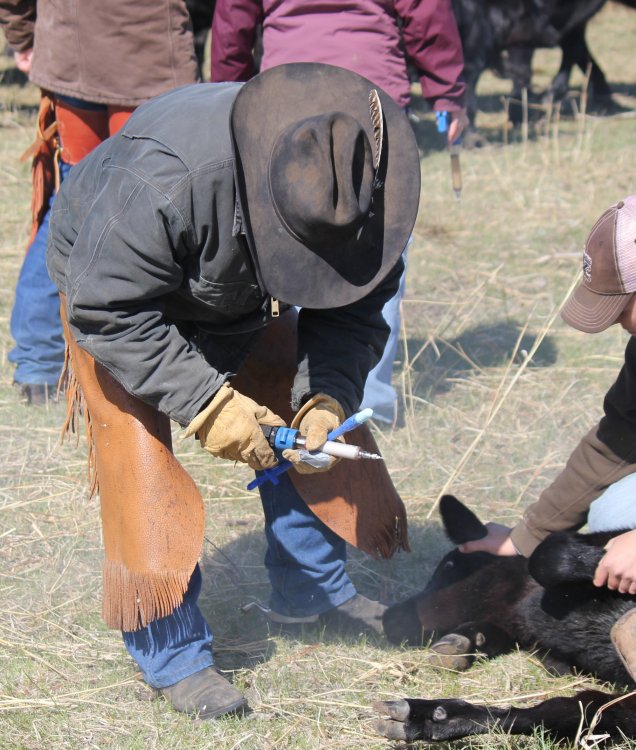 Vaccinating a calf at branding