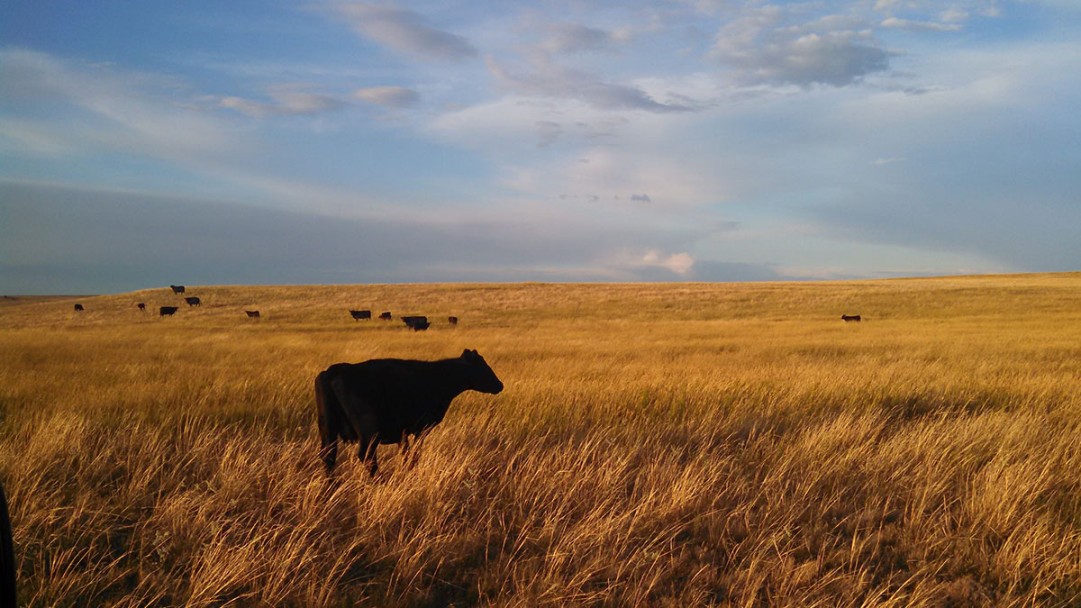 Cow Sunset Pasture
